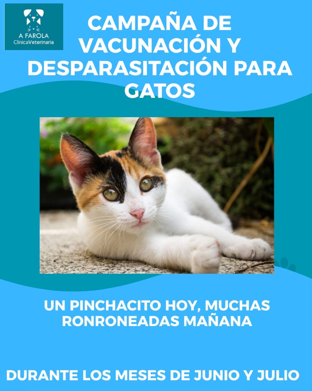 Clínica Veterinaria A Farola - Campaña de vacunación y desparasitación de para gatos